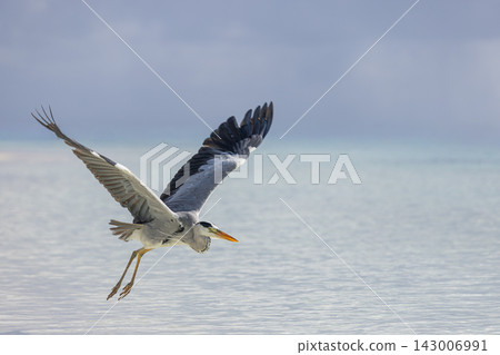 Striking grey heron soaring wings spread over calm turquoise tropical lagoon bright sky wild coastal bird wildlife. Perfect nature wildlife bird summer. Exotic outdoors ocean travel natural Striking grey heron soaring wings spread over calm turquoise tropical lagoon bright sky wild coastal bird wildlife. Perfect nature wildlife bird summer. Exotic outdoors ocean travel natural 143006991