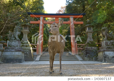 鹿和鳥居 143007137
