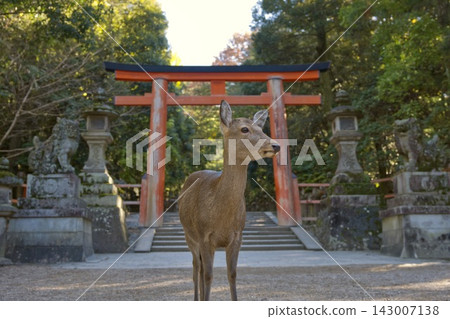 鹿和鳥居 鹿和鳥居 143007138