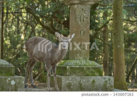 一隻鹿凝視著神社的石階。 一隻鹿凝視著神社的石階。 143007161