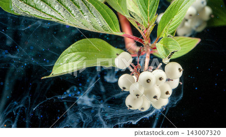 Closeup of white berry cluster hanging from green leafy branch with red stems against dark background, with drifting blue smoke and glowing particles for dramatic botanical still life Closeup of white berry cluster hanging from green leafy branch with red stems against dark background, with drifting blue smoke and glowing particles for dramatic botanical still life 143007320