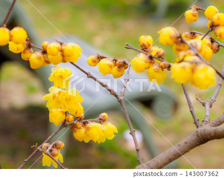 Yellow wintersweet flowers blooming in winter Yellow wintersweet flowers blooming in winter 143007362
