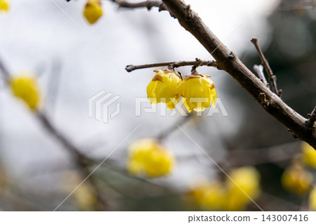 Yellow wintersweet flowers blooming on the branches Yellow wintersweet flowers blooming on the branches 143007416