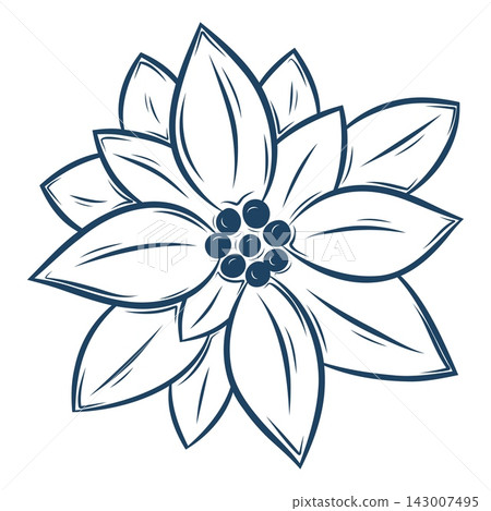 Vector illustration of a winter poinsettia flower with berries 143007495