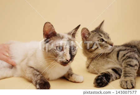Two domestic cats resting and enjoying petting Two domestic cats resting and enjoying petting 143007577