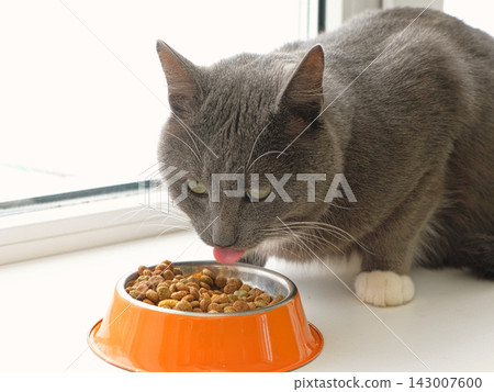 Striped tabby cat eating dry food from an orange bowl close up. Portrait of domestic kitten dining near white window. Front view of fluffy grey pet having lunch. Feline nutrition ad concept. Striped tabby cat eating dry food from an orange bowl close up. Portrait of domestic kitten dining near white window. Front view of fluffy grey pet having lunch. Feline nutrition ad concept. 143007600