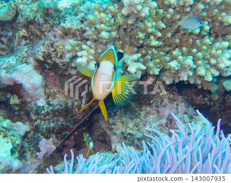 銀蓮花魚 銀蓮花魚 143007935