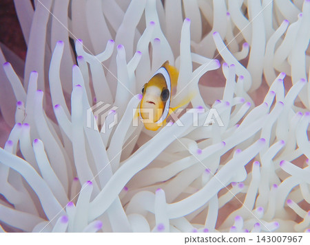 銀蓮花魚 銀蓮花魚 143007967