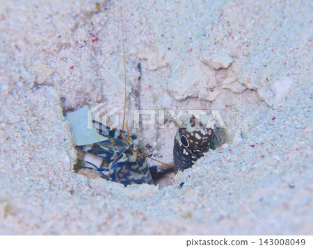 槍蝦與黑斑蝦虎魚的共生關係 槍蝦與黑斑蝦虎魚的共生關係 143008049