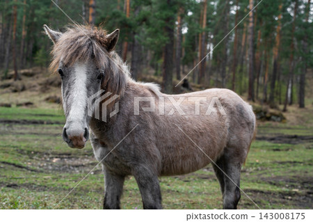 A Wild Horse in a Beautiful Forest Setting Captured in the Heart of Natures Splendor A Wild Horse in a Beautiful Forest Setting Captured in the Heart of Natures Splendor 143008175