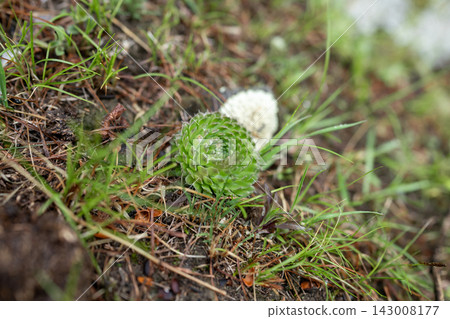 A vibrant green moss adorned with delicate white lichen on the rich forest floor A vibrant green moss adorned with delicate white lichen on the rich forest floor 143008177