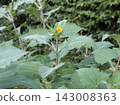 Yacon, Smallanthus sonchifolius, also called Peruvian ground apple.  143008363