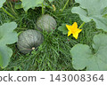 Growing oil pumpkins and their flower in the grass.  143008364