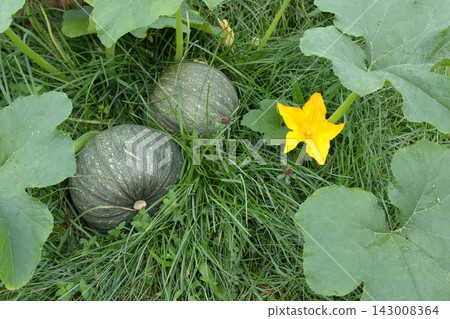 Growing oil pumpkins and their flower in the grass. Growing oil pumpkins and their flower in the grass. 143008364