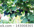 Big bunches of blue grapes cultivated under the  greenhouse roof. 143008365