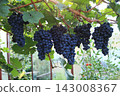 Big bunches of blue grapes cultivated under the  greenhouse roof. 143008367
