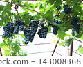 Big bunches of blue grapes cultivated under the  greenhouse roof.  143008368
