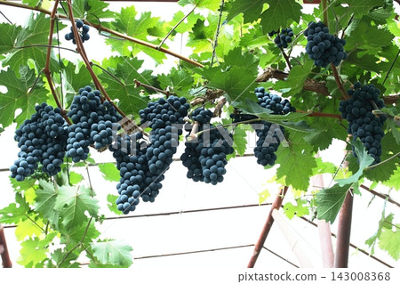 Big bunches of blue grapes cultivated under the  greenhouse roof.  143008368