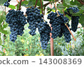 Big bunches of blue grapes cultivated under the  greenhouse roof.  143008369