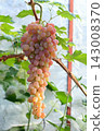 Big bunches of pink grapes cultivated under the  greenhouse roof.  143008370