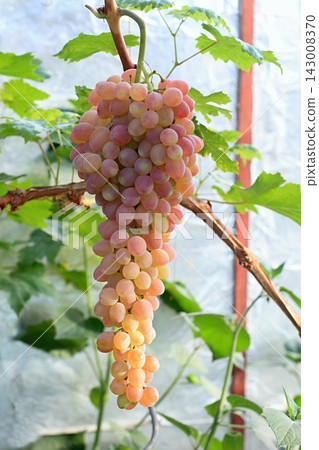 Big bunches of pink grapes cultivated under the greenhouse roof. Big bunches of pink grapes cultivated under the greenhouse roof. 143008370