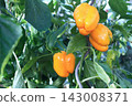 Yellow organic bell peppers or capsicum growing in the greenhouse.  143008371