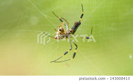 Golden silk orb weaver spider catching prey in Arenal Volcano National Park Golden silk orb weaver spider catching prey in Arenal Volcano National Park 143008413