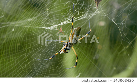 Golden silk orb weaver spider on its large web Golden silk orb weaver spider on its large web 143008420