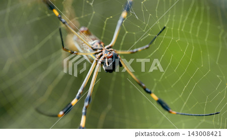 Golden silk orb weaver spider weaving web in Costa Rica 143008421