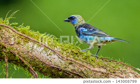 Golden-hooded Tanager, Costa Rica Golden-hooded Tanager, Costa Rica 143008799