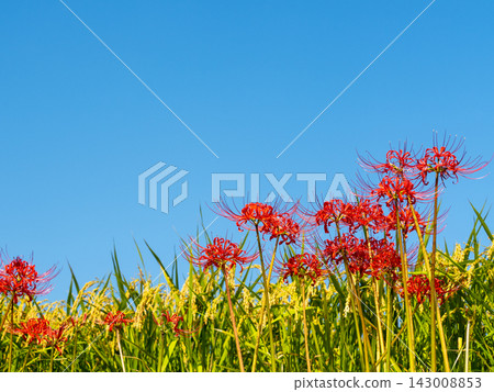 A landscape of terraced rice fields with spider lilies and a blue sky. A landscape of terraced rice fields with spider lilies and a blue sky. 143008853