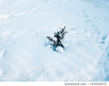 Small pine tree growing in deep fresh snow outdoors Small pine tree growing in deep fresh snow outdoors 143008878