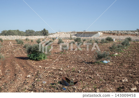 [Palestine] Farmland planted with olive trees in the mountains of the West Bank 143009458