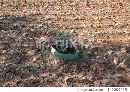 [Palestine] Farmland planted with olive trees in the mountains of the West Bank 143009459