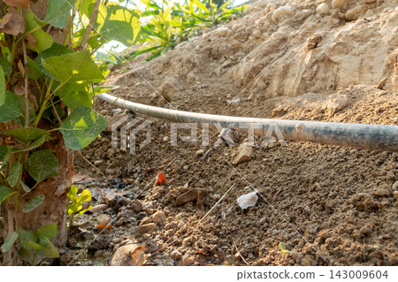 Drip irrigation emitter dripping water on soil in close-up Drip irrigation emitter dripping water on soil in close-up 143009604