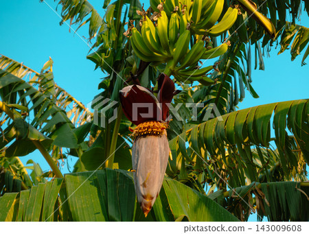 Banana Flower and Developing Banana Bunch on Tropical Plant Banana Flower and Developing Banana Bunch on Tropical Plant 143009608