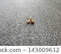 Acorns lying on the road 143009612