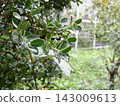 Wet leaves on a rainy day 143009613