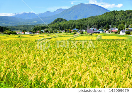 View towards Mt. Kurohime from Arasehara, Shinano-machi, Nagano Prefecture (Shinano-machi, Nagano Prefecture) [2026.9] 143009679