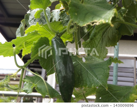 家庭花園種植的苦瓜果實 家庭花園種植的苦瓜果實 143009896