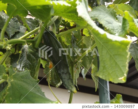家庭花園種植的苦瓜果實 家庭花園種植的苦瓜果實 143009897