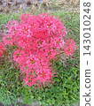 red spider lily 143010248