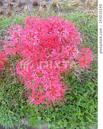 紅蜘蛛百合 143010248