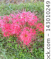 Cluster amaryllis 143010249