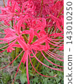 red spider lily 143010250