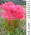 Photographing the red spider lilies in full bloom in the shade of the trees at Kinchakuda in autumn 143010251