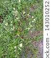 A small flower blooming among the weeds 143010252