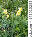 Yellow flowers blooming in the field 143010253