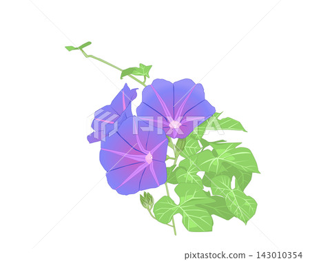 紫色牽牛花插圖 紫色牽牛花插圖 143010354