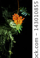 Cluster of orange rowan berries with wet green leaves suspended over black background with pale green ink smoke 143010855